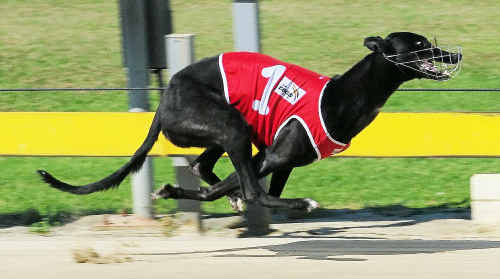 Rich Harmony hits the finishing line in front at the Grafton Greyhound meeting on Thursday. Rich Harmony hits the finishing line in front at the Grafton Greyhound meeting on Thursday.